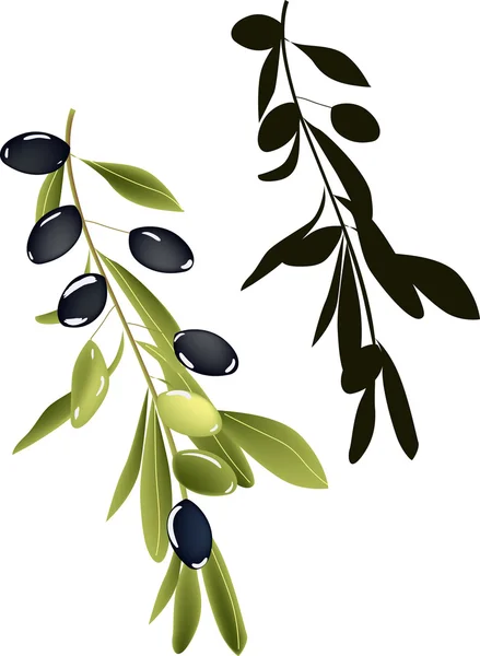 Branches d'olivier isolées sur blanc — Image vectorielle