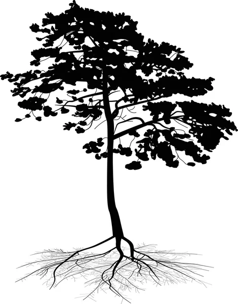 Izolované borovicové s root — Stockový vektor