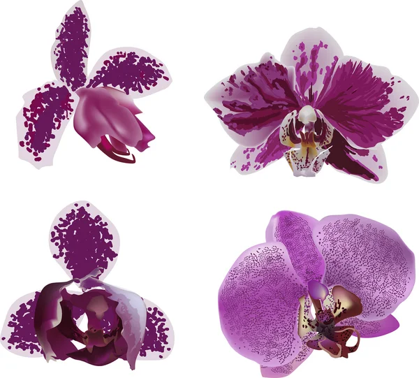 Collezione di orchidee viola scuro e bianche — Vettoriale Stock