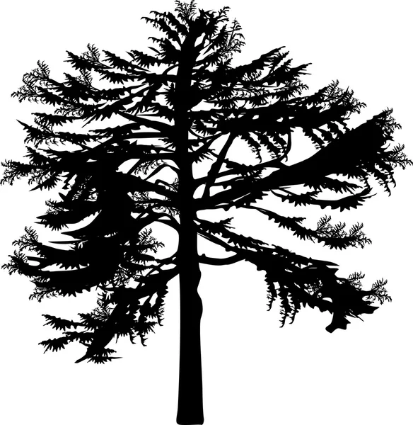 Beyaz eski büyük bir köknar ağacı — Stok Vektör