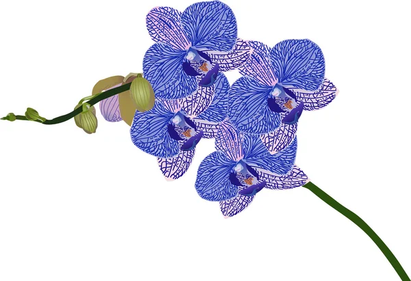 Flores de orquídea azul aisladas en blanco — Vector de stock