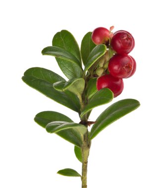 yeşil yaprak ve dal üzerinde kırmızı cowberries