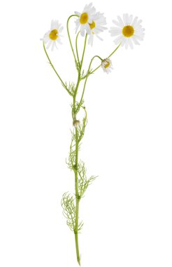 papatya çiçeği tek kök üzerinde grup