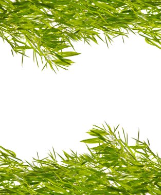 gür yeşil bambu yaprakları beyaz