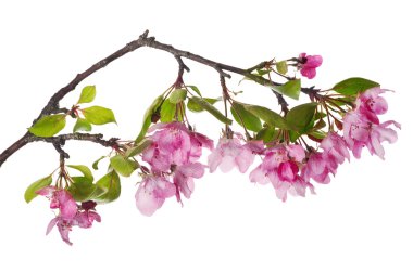 pembe elma izole çiçek şube