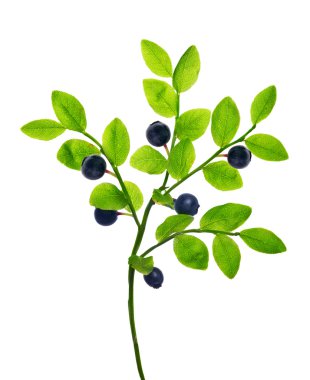 Yaban mersinli Şubesi
