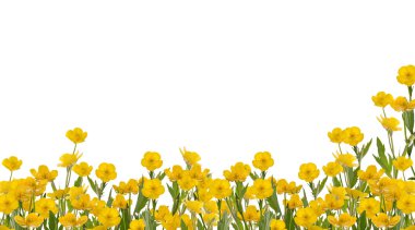 yellow buttercup flowers field on white clipart
