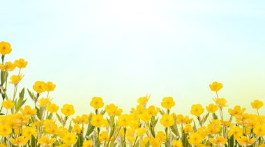 yellow buttercup flowers background clipart