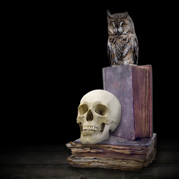 Skull and owl on old books — Stock Photo, Image