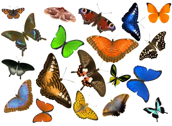 Gran grupo de mariposas aisladas en blanco — Foto de Stock