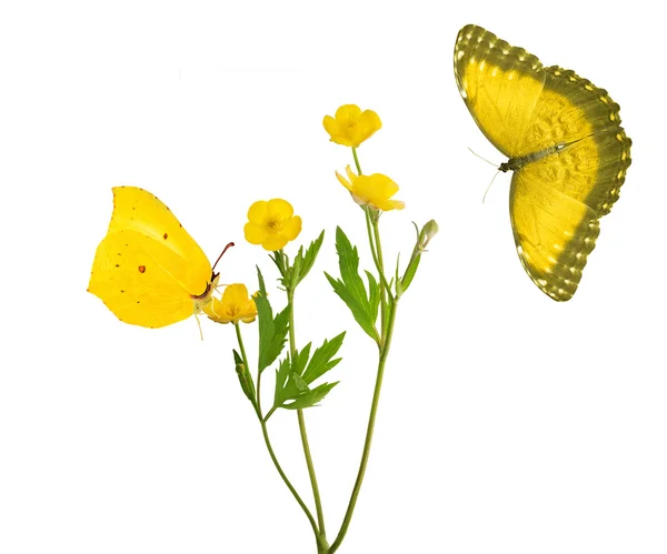 Yellow buttercup flowers and two butterflies — Stock Photo, Image