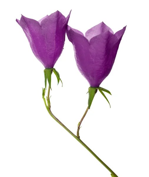 Två lila campanula blommor på vit — Stockfoto