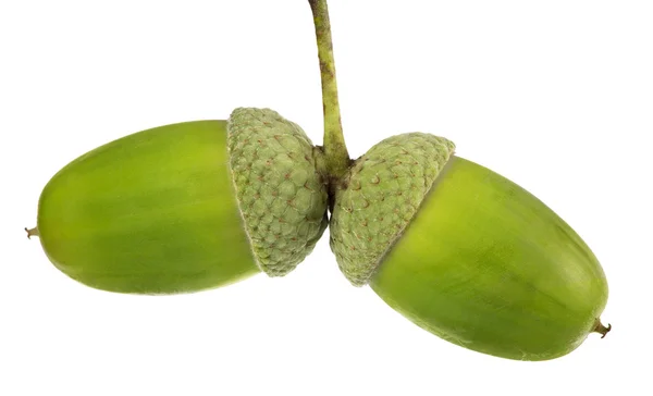 Two green acorns on white — Stock Photo, Image