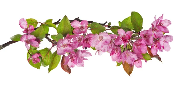 Pink apple tree floral branch — Stock Photo, Image