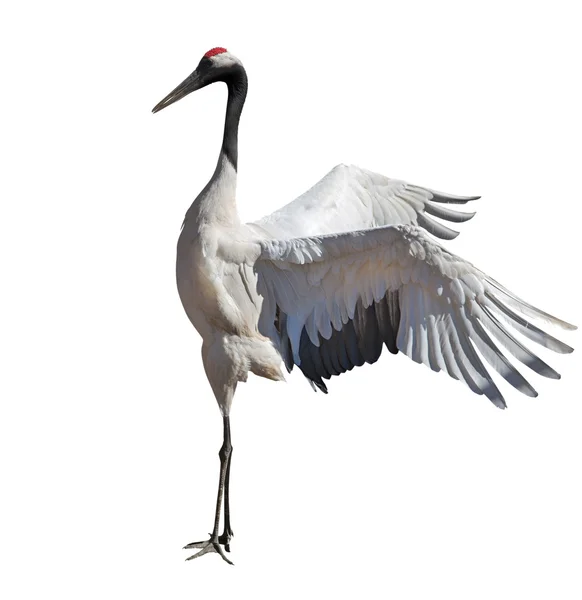 Dancing single japanese crane on white — Stock Photo, Image