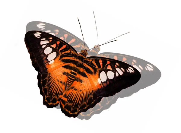 Tigre naranja mariposa con reflejo — Foto de Stock
