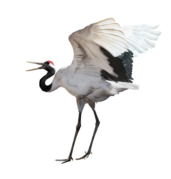 Dancing japanese crane isolated on white — Stock Photo, Image