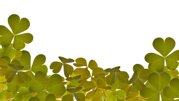 Зеленые листья трилистника — стоковое фото