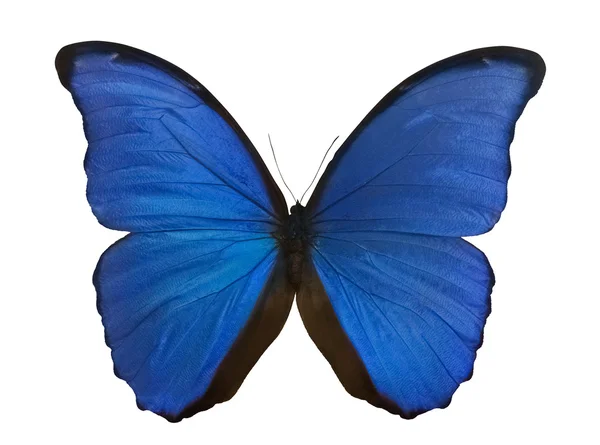 Dark blue morpho butterfly on white — Stock Photo, Image