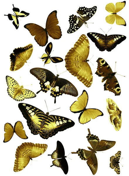 Large group of yellow butterflies — Stock Photo, Image