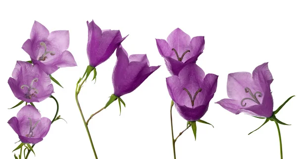 Conjunto de grandes flores aisladas lila bluebell —  Fotos de Stock