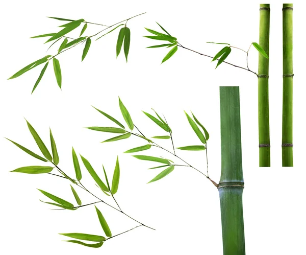 Set of green bamboo brancheson white — Stock Photo, Image