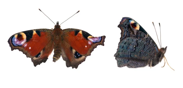 Two sides of emperor moth — Stock Photo, Image