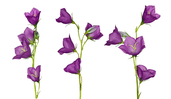 Set of lilac campanula flowers — Stock Photo, Image