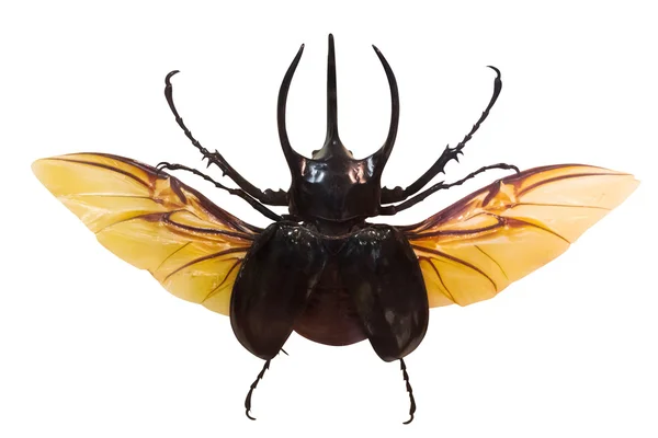 Vliegende rhinoceros beetle geïsoleerd op wit — Stockfoto