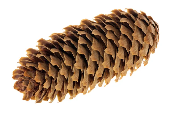 Single fir cone isolated on white — Stock Photo, Image