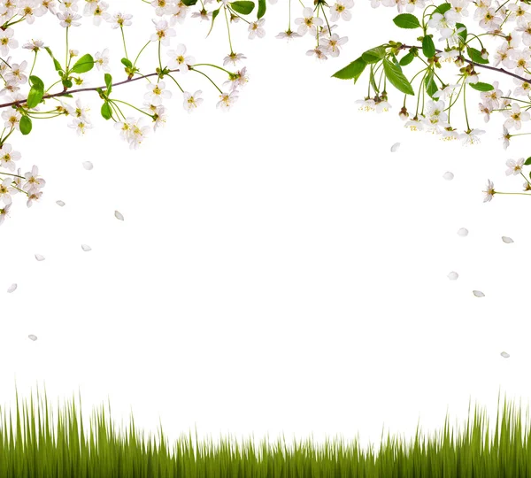 Cherry flowers half frame and green grass — Stock Photo, Image