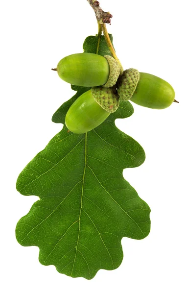 Single green leaf and three acorns isolated on whit — Stock Photo, Image