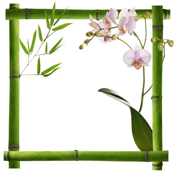 Квадратна рамка з зеленого бамбука з орхідеями — стокове фото