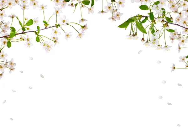 Poloviční rám třešeň květiny s padající okvětní lístky — Stock fotografie