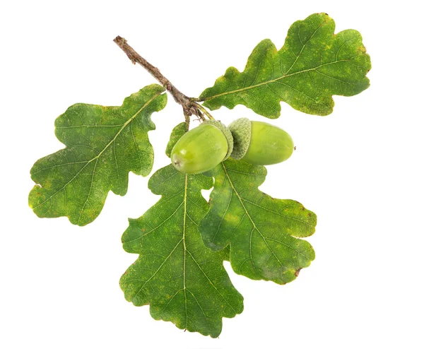 Två gröna ekollon med fyra blad — Stockfoto