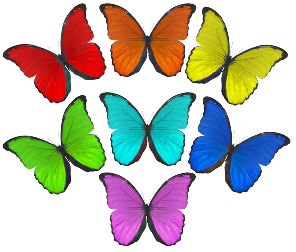 彩虹颜色的蝴蝶图 — 图库照片