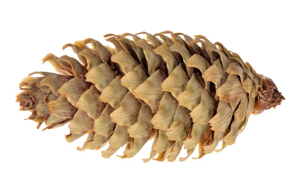 Single isolated fir cone — Stock Photo, Image