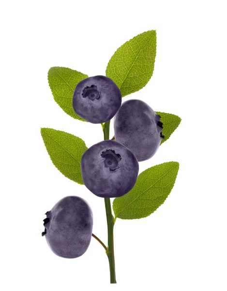 Blueberry tak met grote bessen — Stockfoto