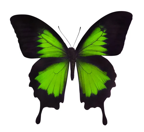 Mariposa verde aislada primer plano — Foto de Stock