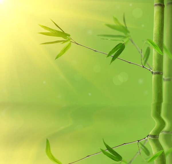 Green bamboo branches with reflection — Stock Photo, Image