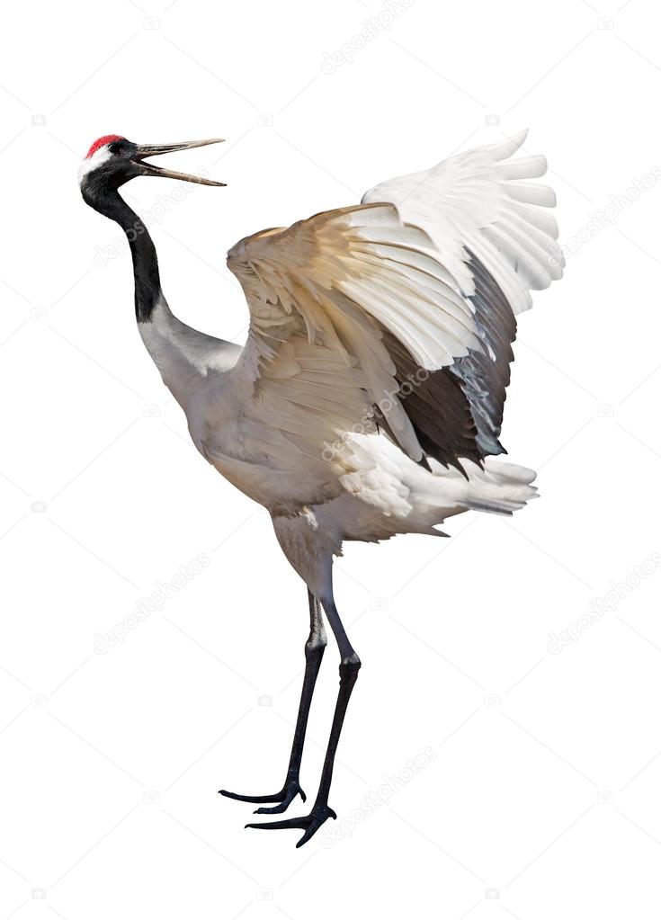 single isolated japanese crane