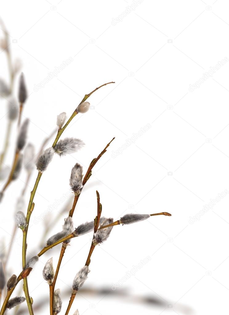group of spring pussy-willow branches isolated on white