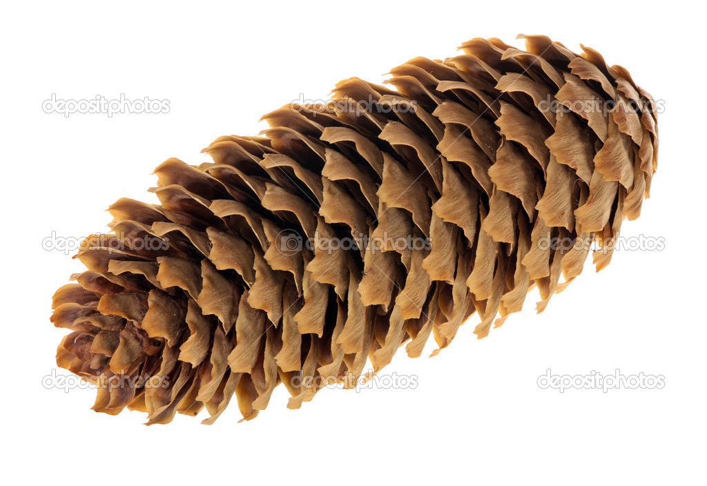single fir cone isolated on white