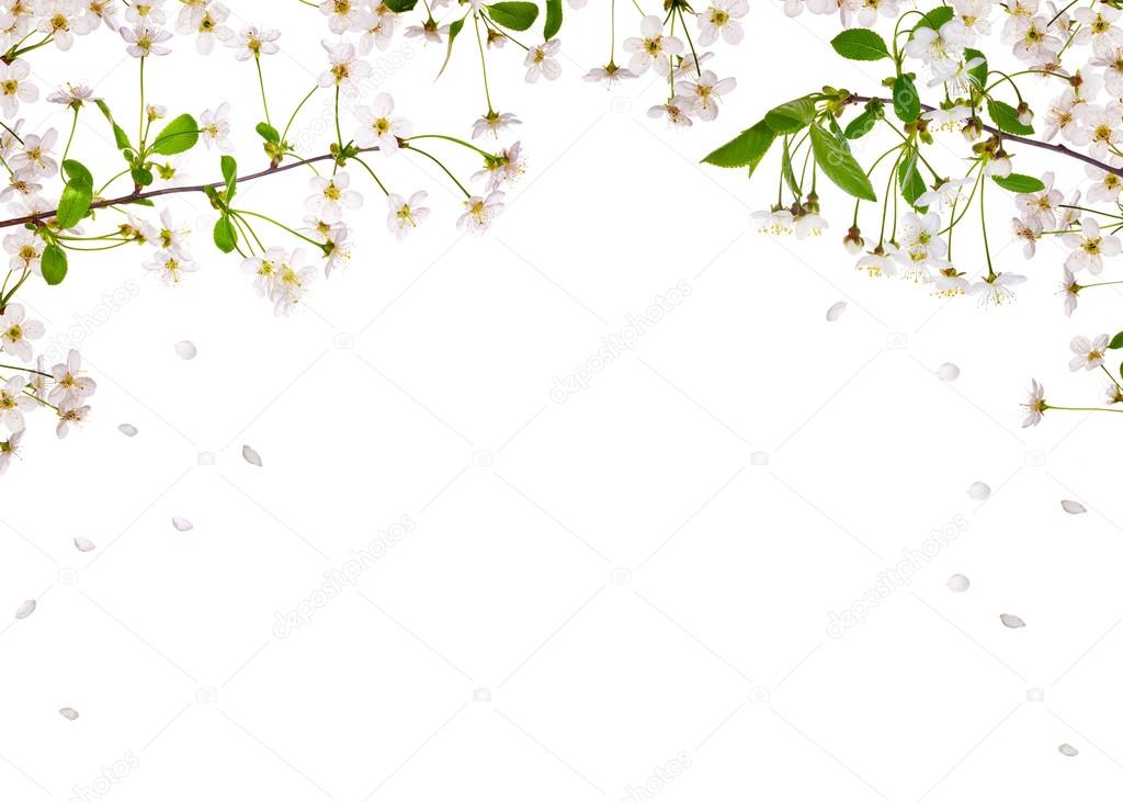 cherry-tree flowers half frame with falling petals