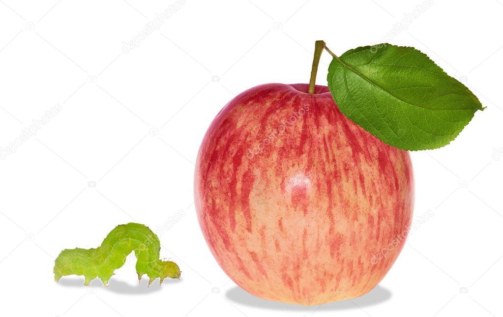 isolated striped apple and worm
