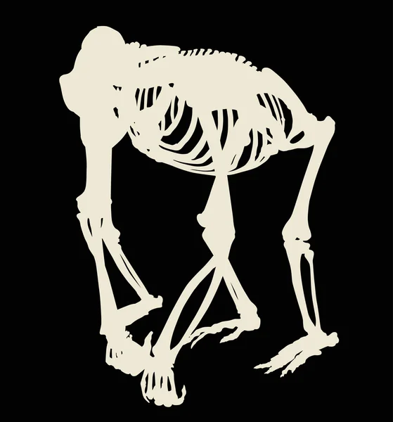 Skeleton silhouet gorilla geïsoleerd op zwart — Stockvector