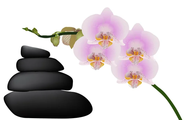 Pink orchid branch near black stones illustration — Stock Vector