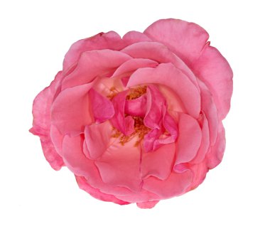 Tek pembe Gül çiçek üzerinde beyaz izole