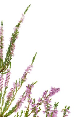 izole pembe köşe heather blossoming