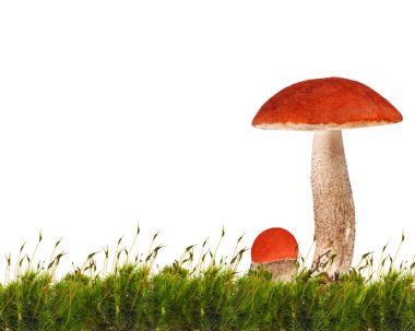 two orange-cap boletus mushrooms in green moss clipart